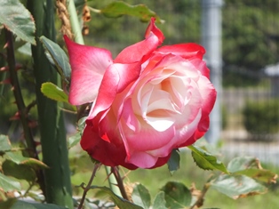 DSCF9419